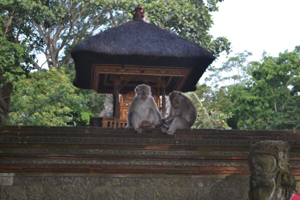 Ubud Monkeys Forest Sanctuary and Cretya Day Club - Image 6