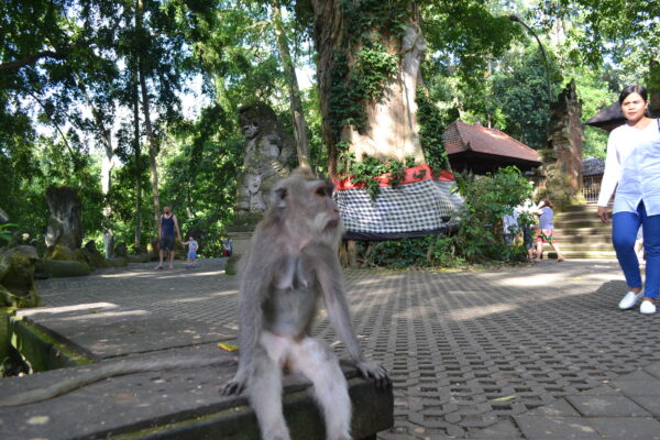 Ubud Monkeys Forest Sanctuary and Cretya Day Club - Image 5