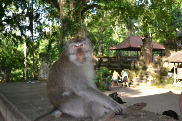 Ubud Monkeys Forest Sanctuary and Cretya Day Club - Image 4